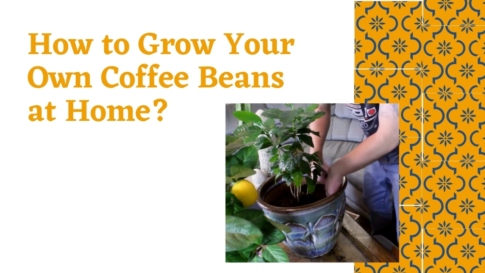 How to Grow Your Own Coffee Beans at Home?