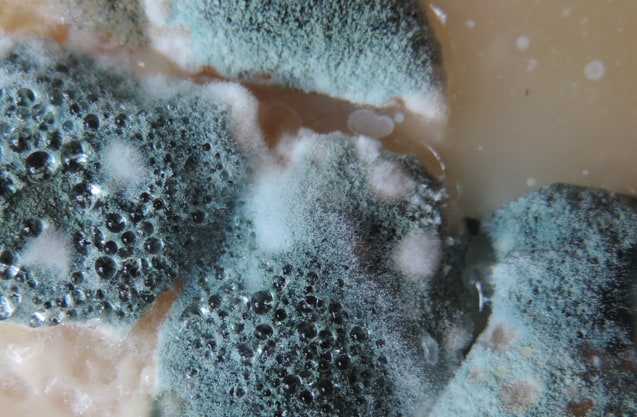 mold on drinking water
