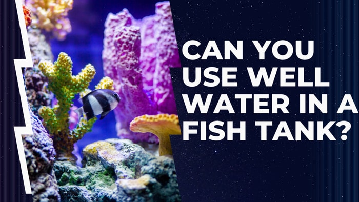 Can You Use Well Water in a Fish Tank?